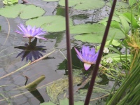 02_Water_Lillies.jpg