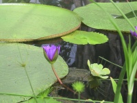 03_Water_Lillies.jpg