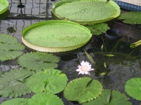 07_Water_flora.jpg