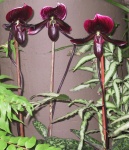 12_Orchids.jpg