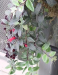 Lipstick_plant.jpg