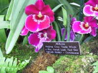 Miltonia_Orchid.jpg