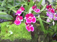 Miltonia_Orchids.jpg