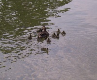 Momma_duck_with_ducklings_in_fountain.jpg