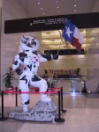 Houston_Space_Cow.jpg