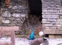 Peakcocks.jpg
