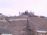 Vineyards.jpg