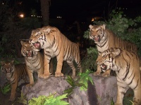 Stuff_Tigers_at_the_Natural_History_Museum.jpg